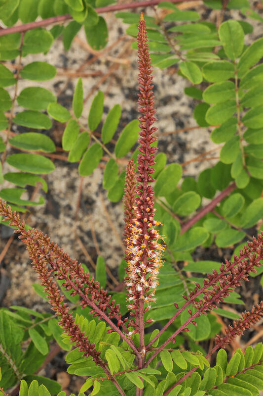 Amorpha herbacea var. floridana