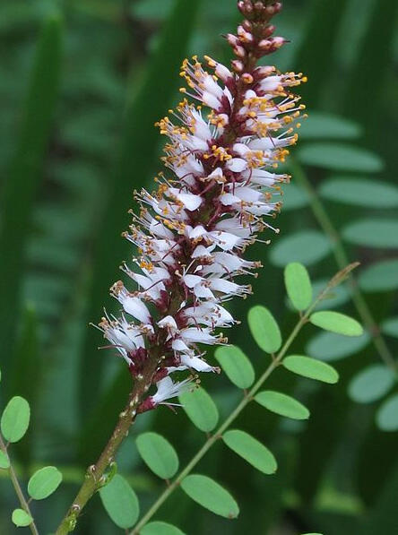 Amorpha herbacea var. floridana