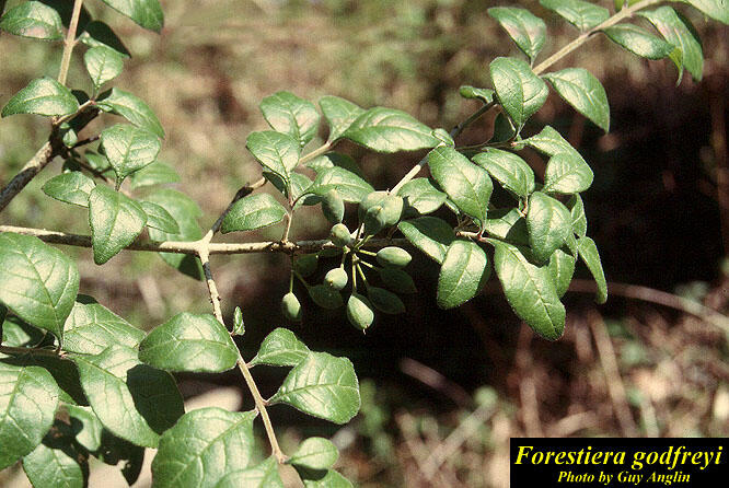 Forestiera godfreyi